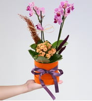Turuncu Kutuda Mini Mor Orkide & Turuncu Kalanchoe