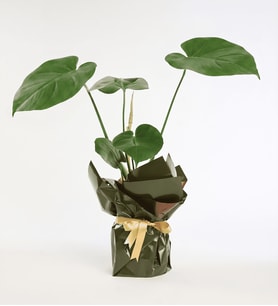 Yeşil Kahve Buketli Sarı Kurdeleli Saksıda Monstera