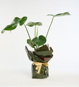 Yeşil Kahve Buketli Sarı Kurdeleli Saksıda Monstera