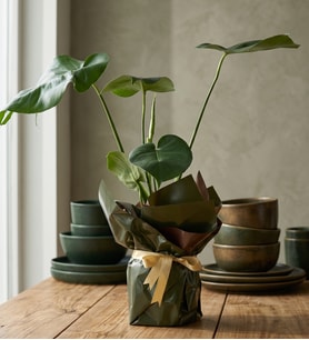Yeşil Kahve Buketli Sarı Kurdeleli Saksıda Monstera