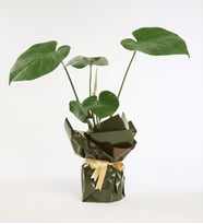 Yeşil Kahve Buketli Sarı Kurdeleli Saksıda Monstera