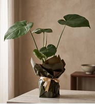 Yeşil Kahve Buketli Sarı Kurdeleli Saksıda Monstera