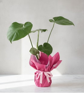Lila Pembe Buketli Pembe Kurdeleli Saksıda Monstera
