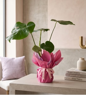 Lila Pembe Buketli Pembe Kurdeleli Saksıda Monstera