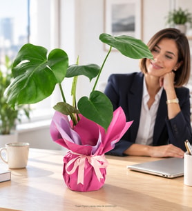 Lila Pembe Buketli Pembe Kurdeleli Saksıda Monstera