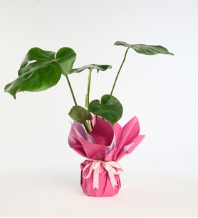 Lila Pembe Buketli Pembe Kurdeleli Saksıda Monstera