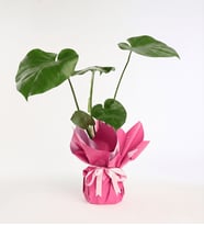 Lila Pembe Buketli Pembe Kurdeleli Saksıda Monstera