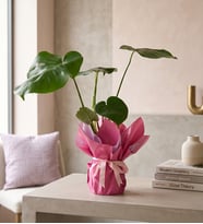 Lila Pembe Buketli Pembe Kurdeleli Saksıda Monstera