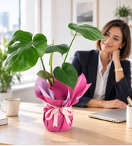 Lila Pembe Buketli Pembe Kurdeleli Saksıda Monstera