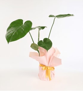 Krem Pudra Buketli Sarı Kurdeleli Saksıda Monstera