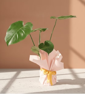 Krem Pudra Buketli Sarı Kurdeleli Saksıda Monstera