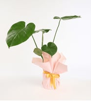 Krem Pudra Buketli Sarı Kurdeleli Saksıda Monstera