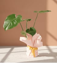 Krem Pudra Buketli Sarı Kurdeleli Saksıda Monstera