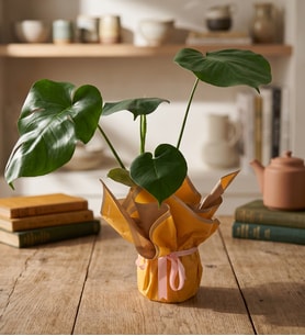 Sarı Buketli Açık Pembe Kurdeleli Saksıda Monstera