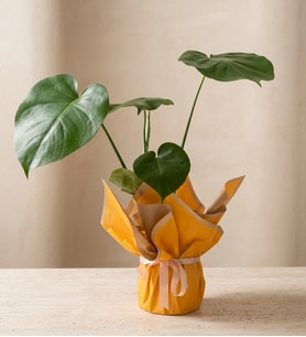 Sarı Buketli Açık Pembe Kurdeleli Saksıda Monstera