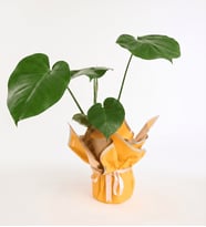 Sarı Buketli Açık Pembe Kurdeleli Saksıda Monstera