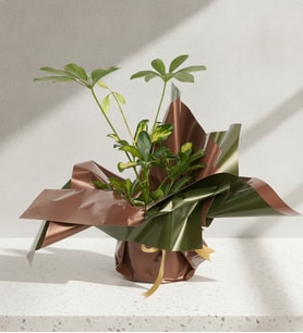 Kahverengi Yeşil Buketli Saksıda Schefflera