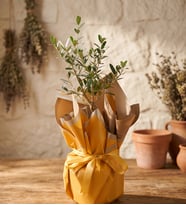Sarı Buket Kağıtlı Saksıda Zeytin Ağacı Bonsai