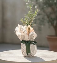 Pembe Gazete Buketli Saksıda Zeytin Ağacı Bonsai