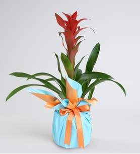 Turuncu Mavi Buketli Polimer Saksıda Guzmania
