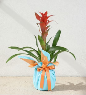 Turuncu Mavi Buketli Polimer Saksıda Guzmania