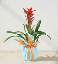 Turuncu Mavi Buketli Polimer Saksıda Guzmania