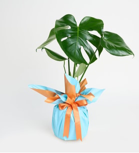 Turuncu Mavi Buketli Polimer Saksıda Monstera