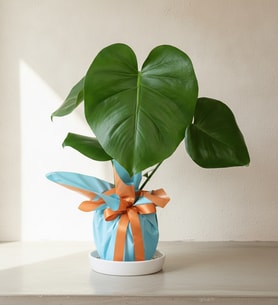 Turuncu Mavi Buketli Polimer Saksıda Monstera