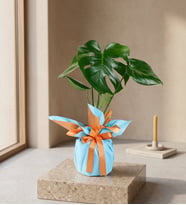 Turuncu Mavi Buketli Polimer Saksıda Monstera