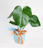 Turuncu Mavi Buketli Polimer Saksıda Monstera