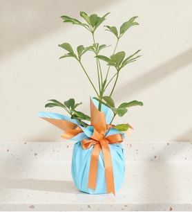 Turuncu Mavi Buketli Polimer Saksıda Schefflera