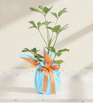 Turuncu Mavi Buketli Polimer Saksıda Schefflera