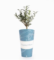 Geçmiş Olsun Karton Saksıda Zeytin Ağacı Bonsai