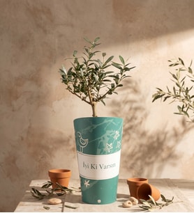İyi Ki Varsın Karton Saksıda Zeytin Ağacı Bonsai