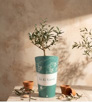İyi Ki Varsın Karton Saksıda Zeytin Ağacı Bonsai