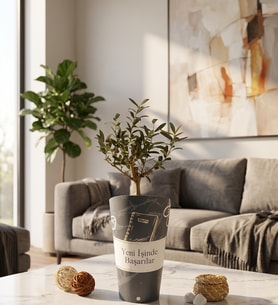 İşinde Başarılar Karton Saksıda Zeytin Ağacı Bonsai