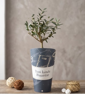 İşinde Başarılar Karton Saksıda Zeytin Ağacı Bonsai