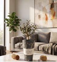 İşinde Başarılar Karton Saksıda Zeytin Ağacı Bonsai