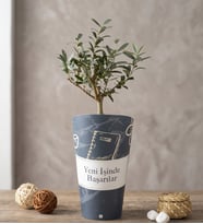İşinde Başarılar Karton Saksıda Zeytin Ağacı Bonsai