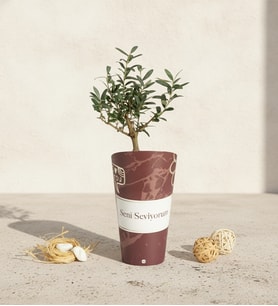 Seni Seviyorum Karton Saksıda Zeytin Ağacı Bonsai