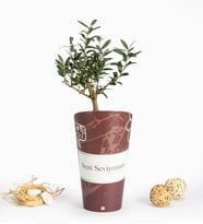 Seni Seviyorum Karton Saksıda Zeytin Ağacı Bonsai