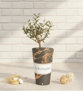 İyi Ki Doğdun Karton Saksıda Zeytin Ağacı Bonsai