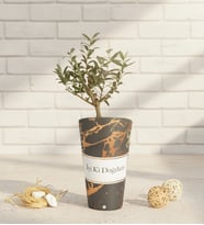 İyi Ki Doğdun Karton Saksıda Zeytin Ağacı Bonsai