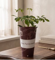 Seni Seviyorum Karton Saksıda Schefflera