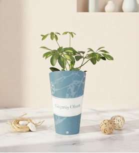 Geçmiş Olsun Karton Saksıda Schefflera