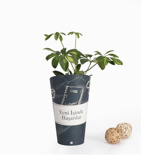 Yeni İşinde Başarılar Karton Saksıda Schefflera