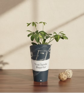 Yeni İşinde Başarılar Karton Saksıda Schefflera