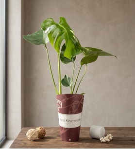 Seni Seviyorum Karton Saksıda Monstera