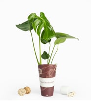 Seni Seviyorum Karton Saksıda Monstera
