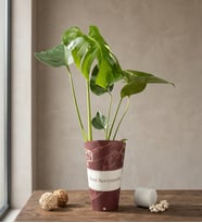 Seni Seviyorum Karton Saksıda Monstera